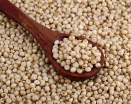 sorghum jwhari