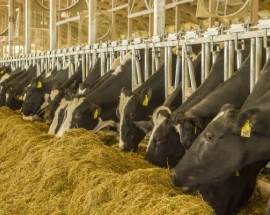livestock feeds